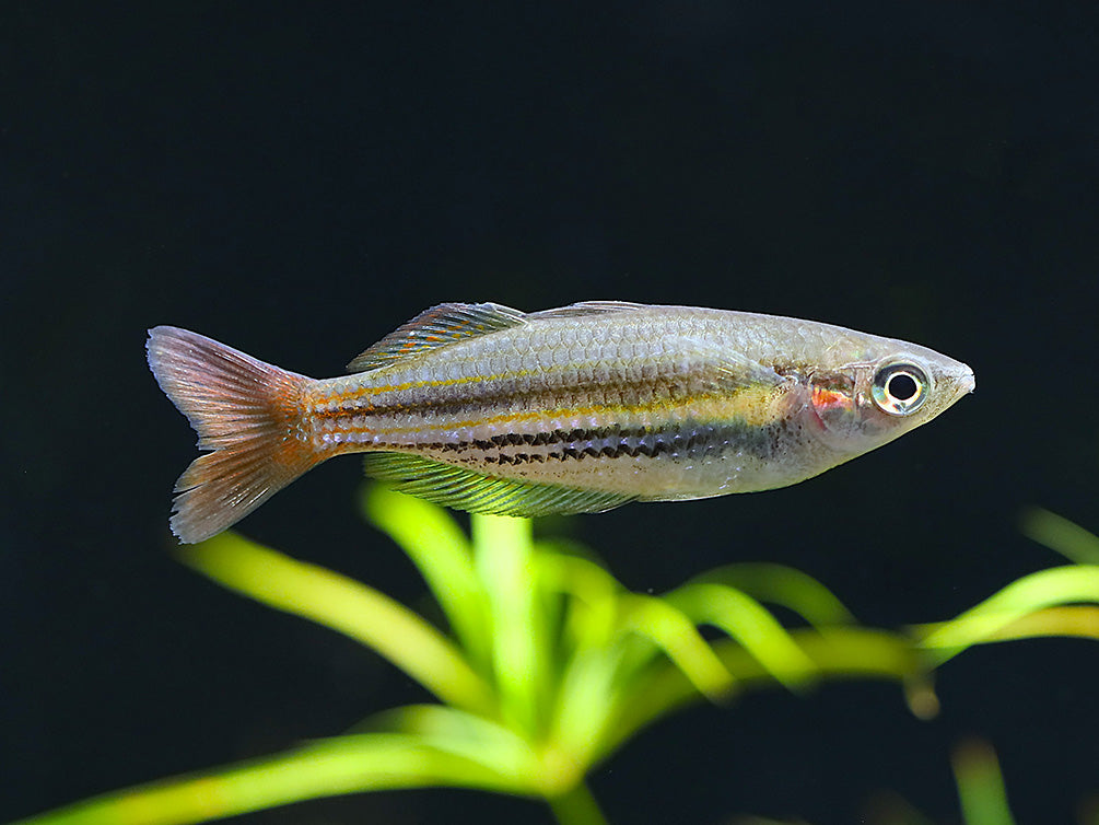 Western Rainbowfish (Melanotaenia australis) – Tank Bred