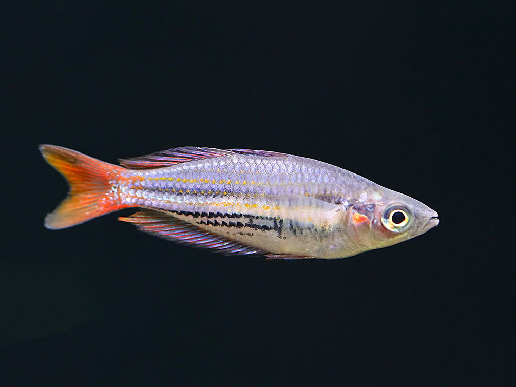 Western Rainbowfish (Melanotaenia australis) – Tank Bred