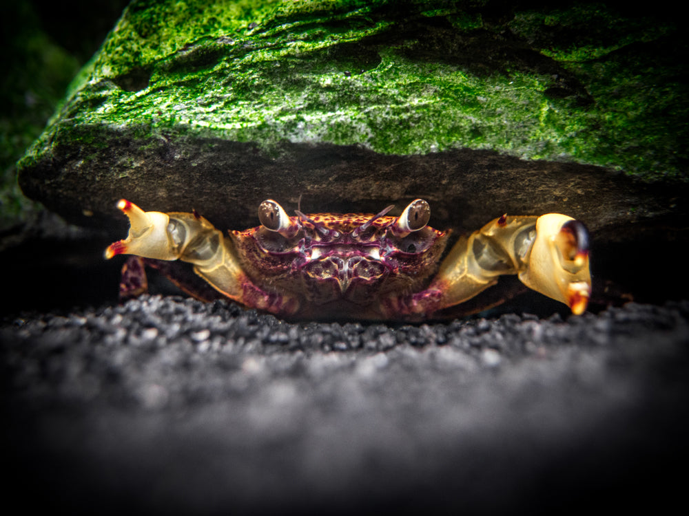 White Claw Towuti Crab (Syntripsa flavichela)