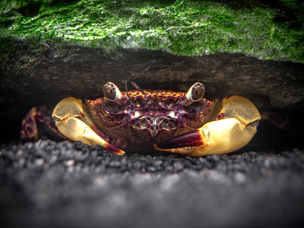 White Claw Towuti Crab (Syntripsa flavichela)