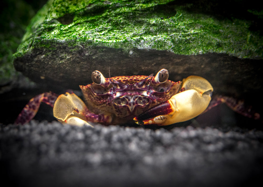 White Claw Towuti Crab (Syntripsa flavichela)