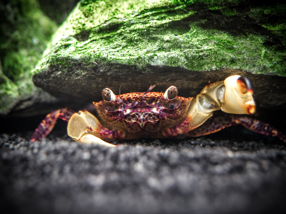 White Claw Towuti Crab (Syntripsa flavichela)