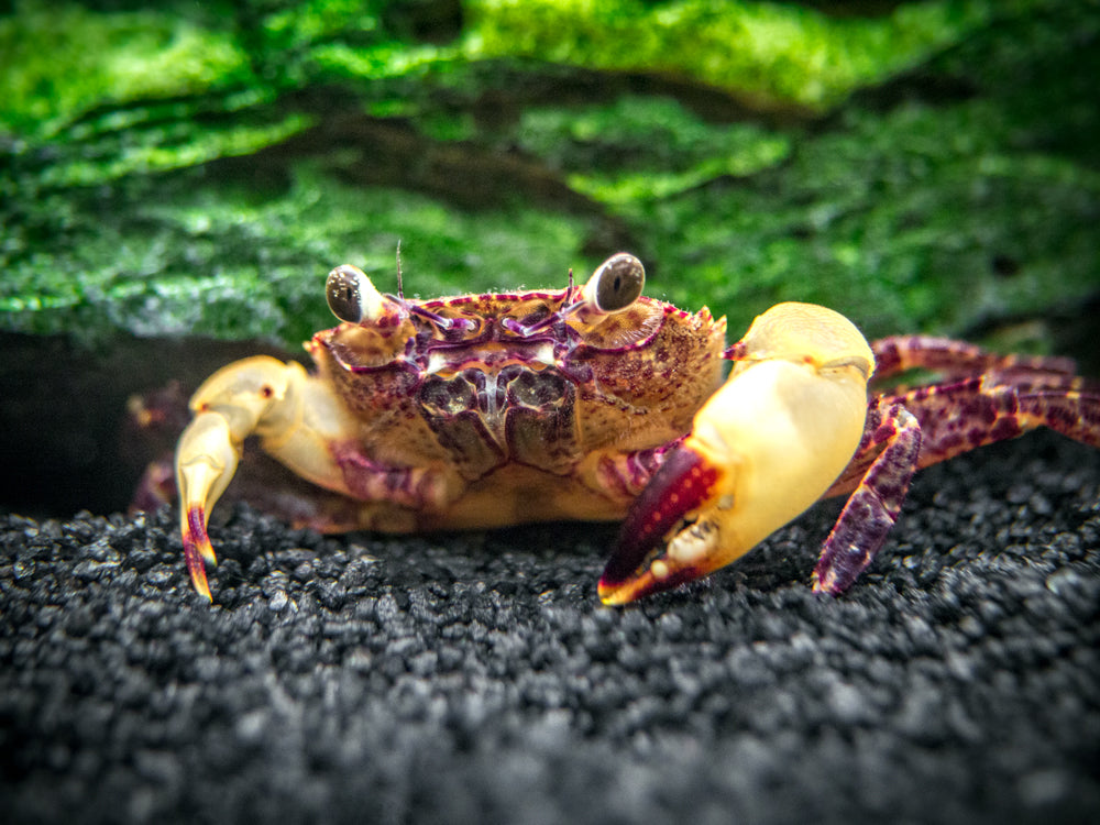 White Claw Towuti Crab (Syntripsa flavichela)