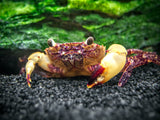 White Claw Towuti Crab (Syntripsa flavichela)