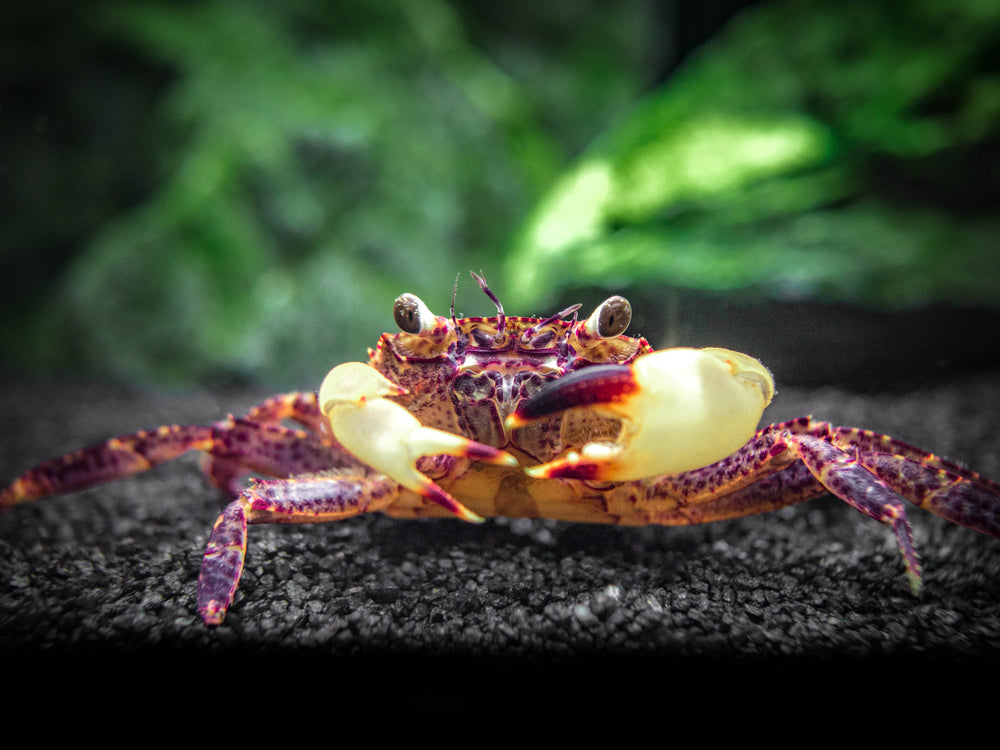 White Claw Towuti Crab (Syntripsa flavichela)