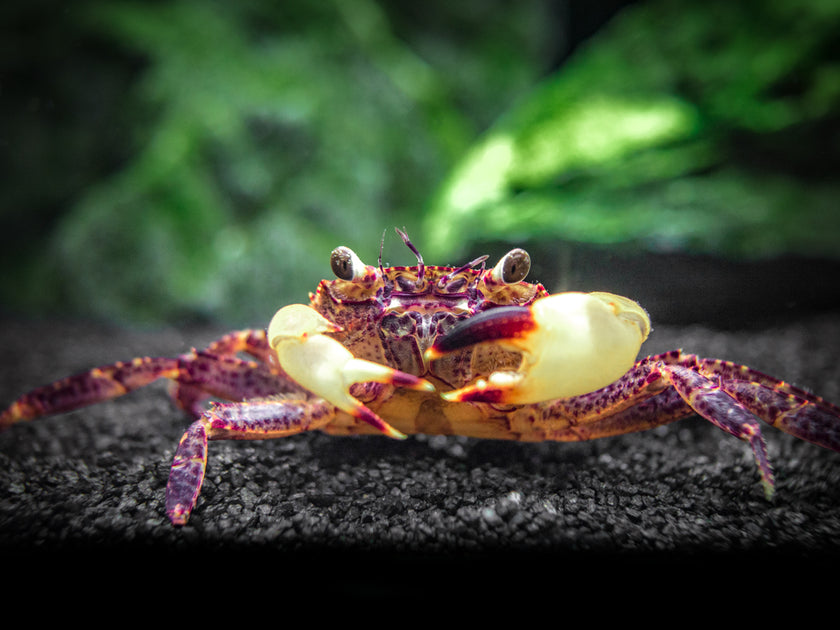 TRUE FRESHWATER CRABS – Aquatic Arts