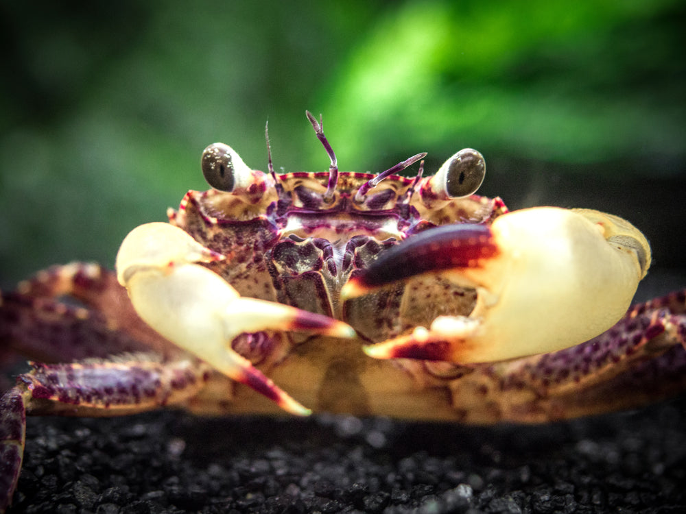 White Claw Towuti Crab (Syntripsa flavichela)