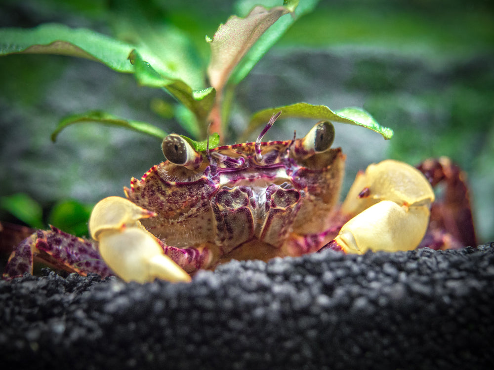 White Claw Towuti Crab (Syntripsa flavichela)