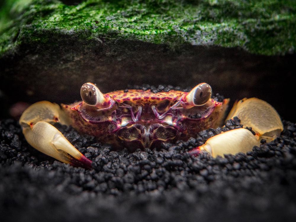 White Claw Towuti Crab (Syntripsa flavichela)