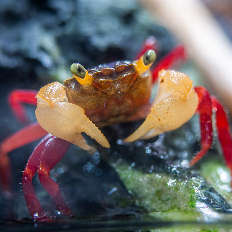 White Mandarin Vampire Crab (Geosesarma pontianak)