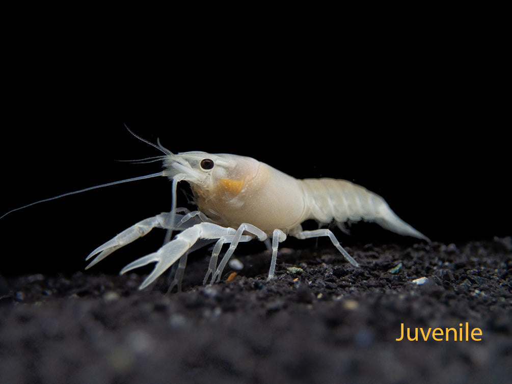 White Specter Crayfish (Procambarus clarkii) - Tank Bred!