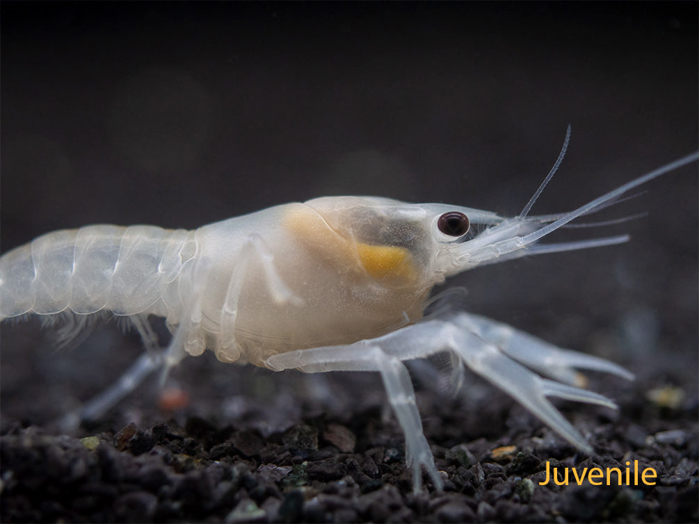 White Specter Crayfish (Procambarus clarkii) - Tank Bred!