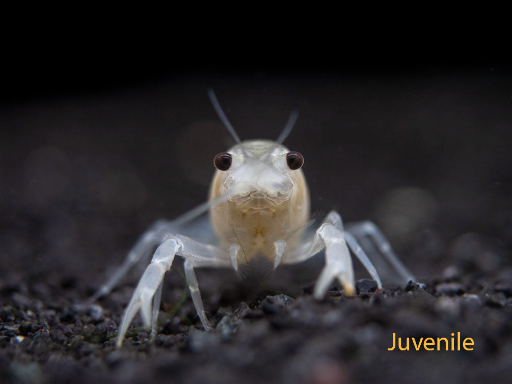 White Specter Crayfish (Procambarus clarkii) - Tank Bred!