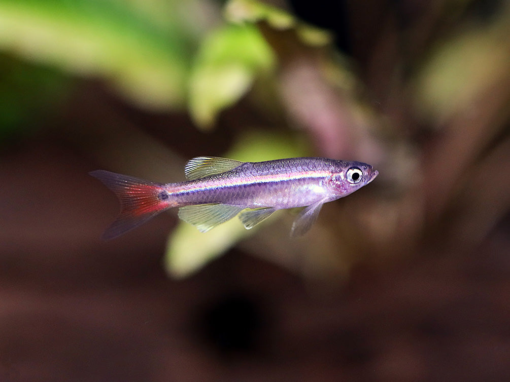 Longfin White Cloud Mountain Minnow (Tanichthys albonubes) – Tank