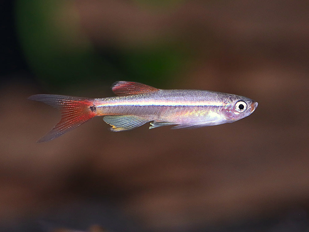 Longfin White Cloud Mountain Minnow (Tanichthys albonubes) – Tank