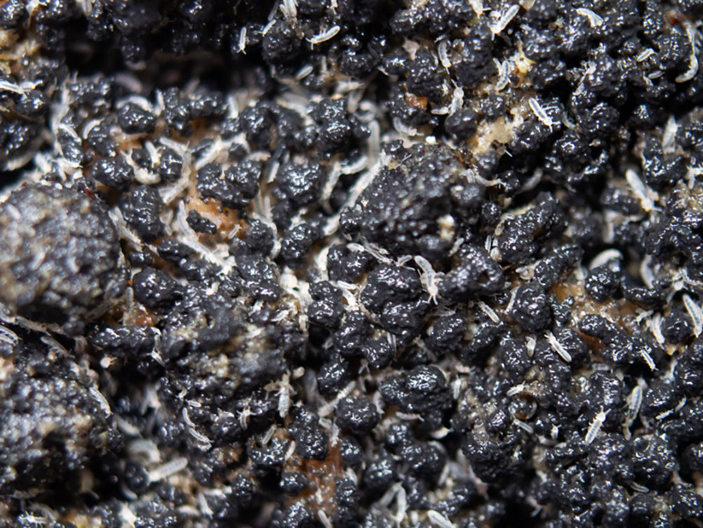 White Tropical Springtails (Collembola springtails sp.) - Bred by: Aqu ...