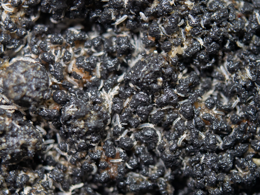1000+ Tropical Springtails - Live Culture For Bioactive Terrariums & Vivariums