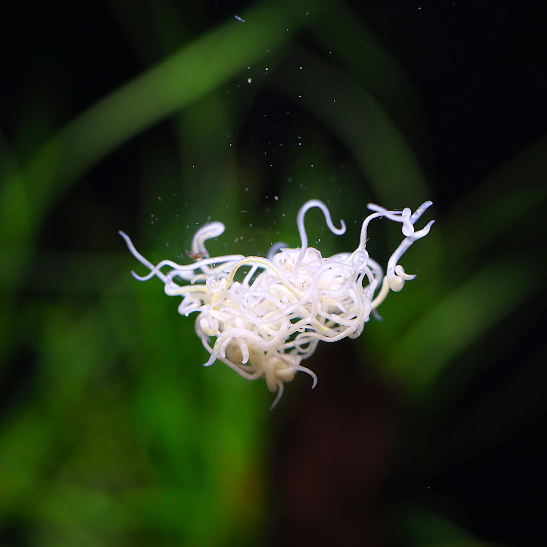 White Worm Starter Culture – Live Food