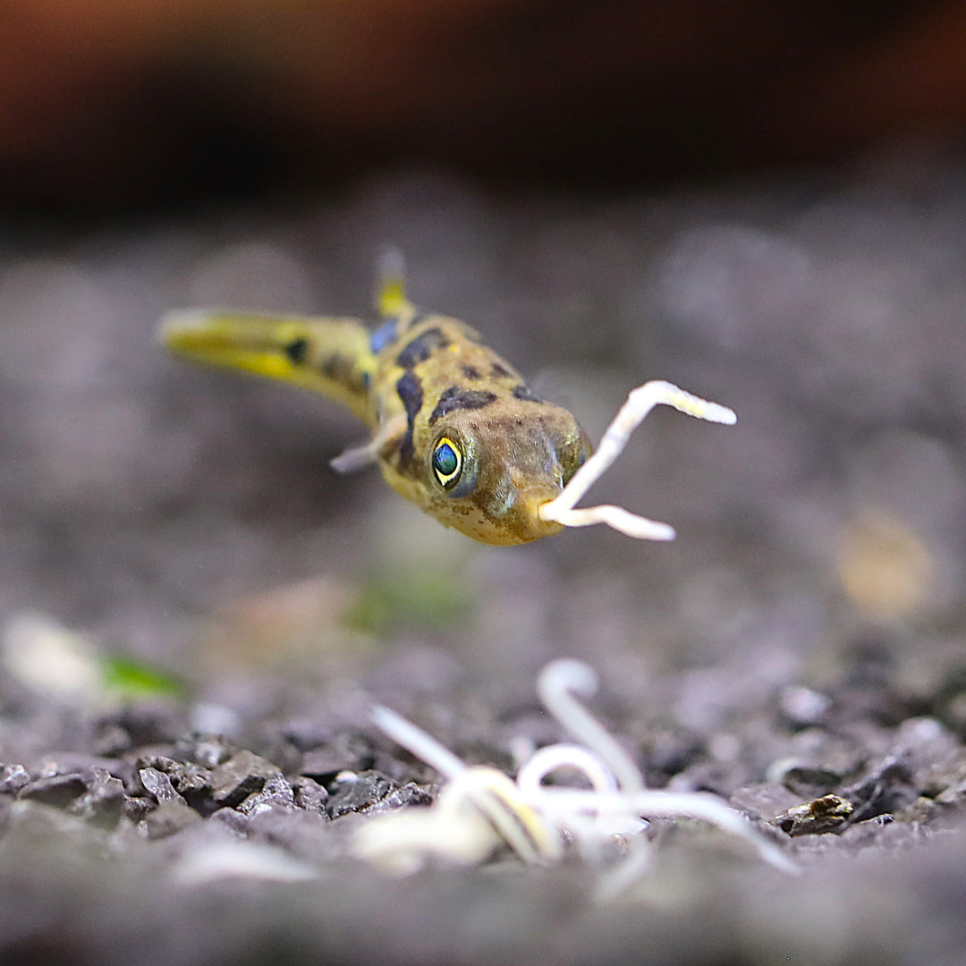 White Worm Starter Culture – Live Food