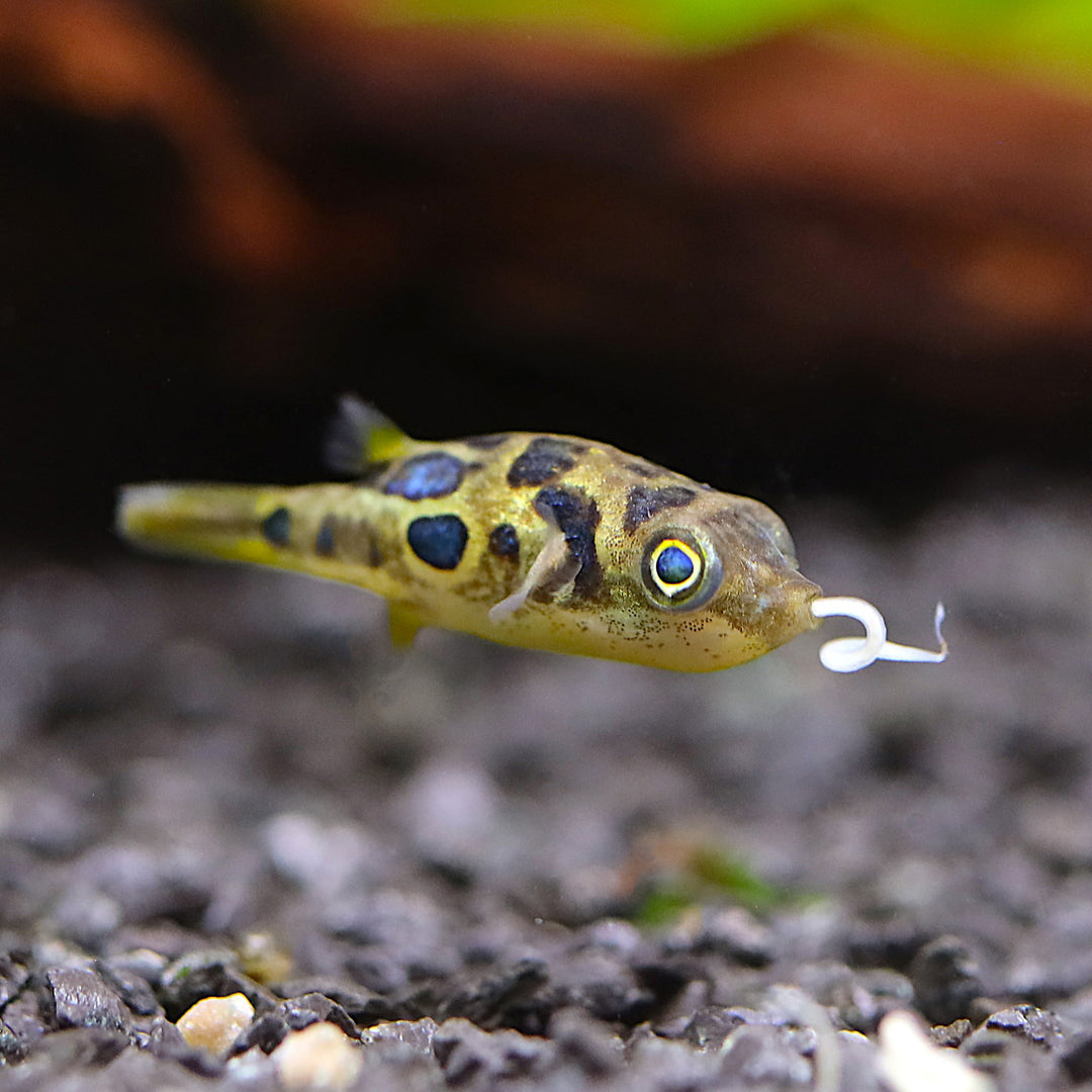 White Worm Starter Culture – Live Food