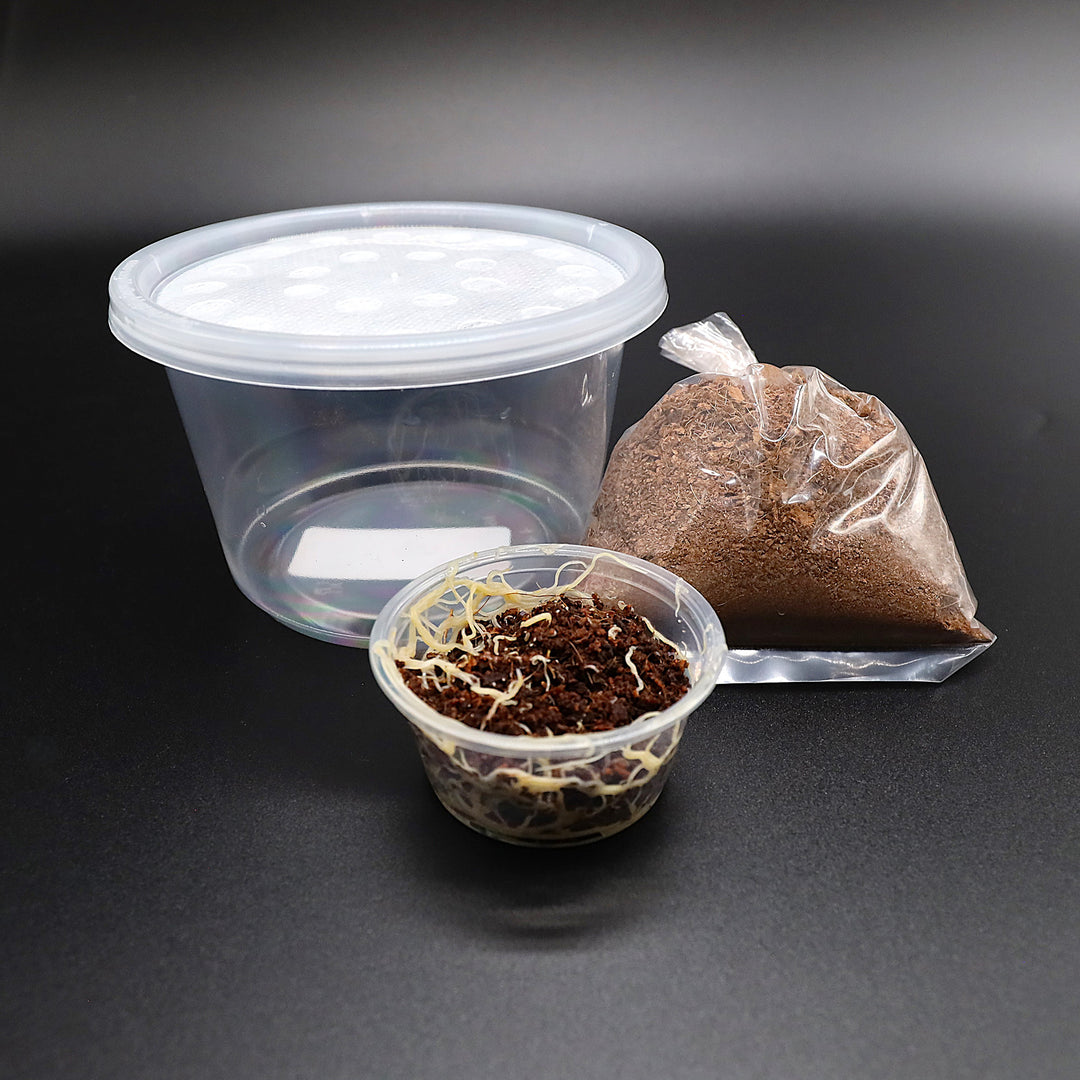 White Worm Starter Culture – Live Food