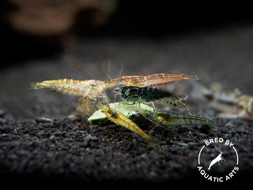 Bred By Aquatic Arts Neocaridina Shrimp Combo Box (Neocaridina davidi)