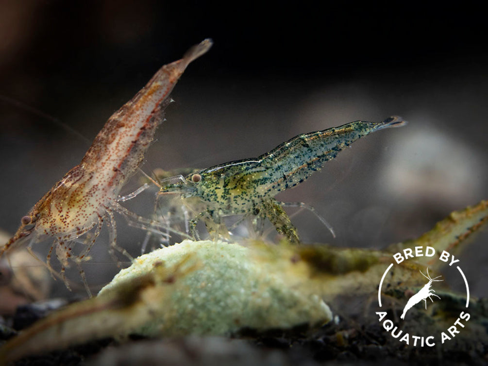 Wild Form Shrimp (Neocaridina davidi), BREDBY: Aquatic Arts