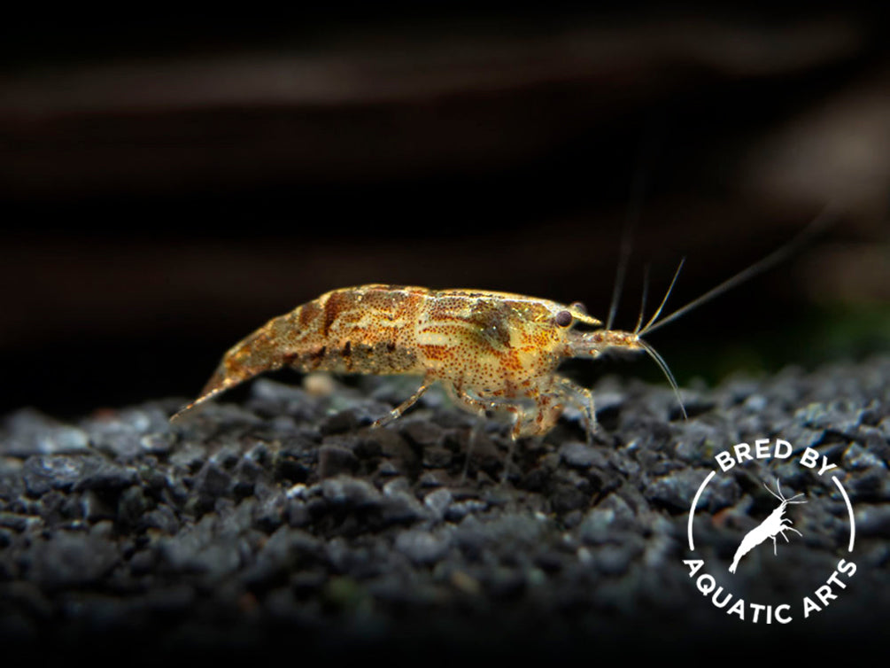 Wild Form Shrimp (Neocaridina davidi), BREDBY: Aquatic Arts