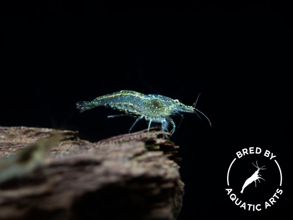 Wild Form Shrimp (Neocaridina davidi), BREDBY: Aquatic Arts