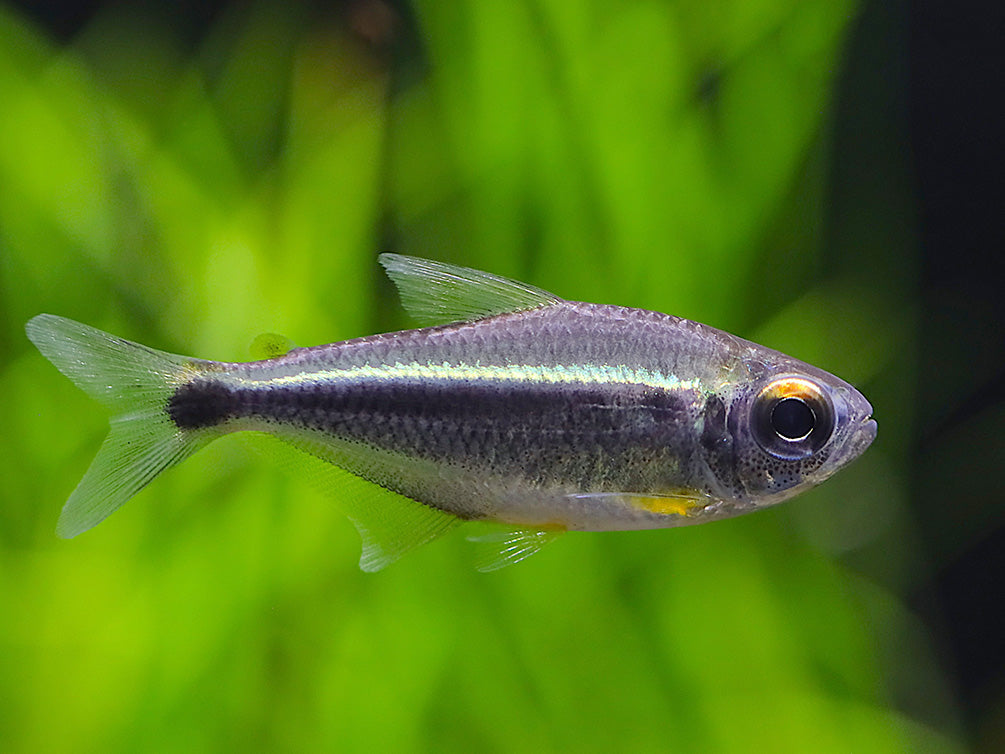 Xingu Black Neon Tetra (Moenkhausia heikoi) – Brazil