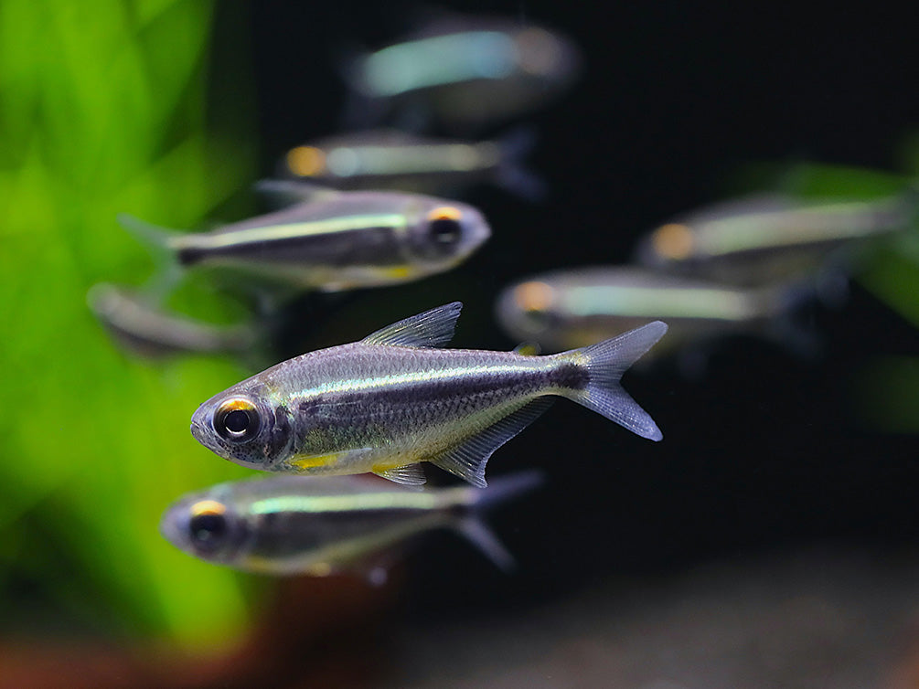 Xingu Black Neon Tetra (Moenkhausia heikoi) – Brazil