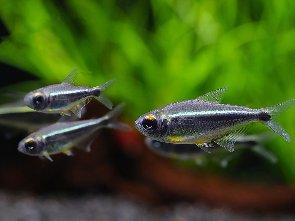 Xingu Black Neon Tetra (Moenkhausia heikoi) – Brazil