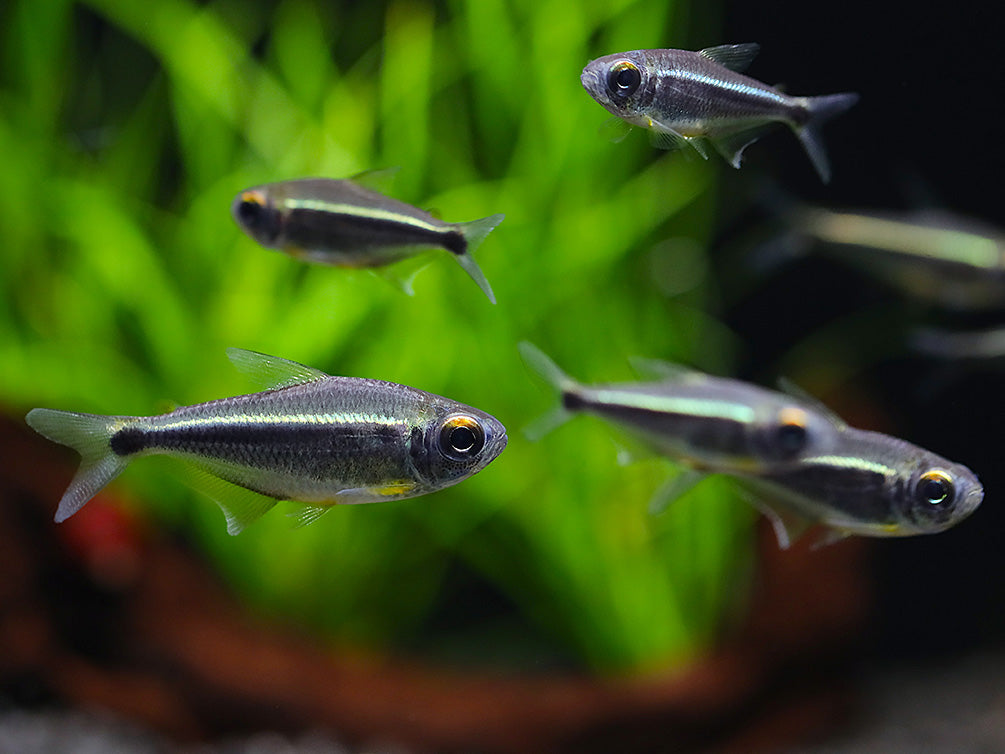 Xingu Black Neon Tetra (Moenkhausia heikoi) – Brazil