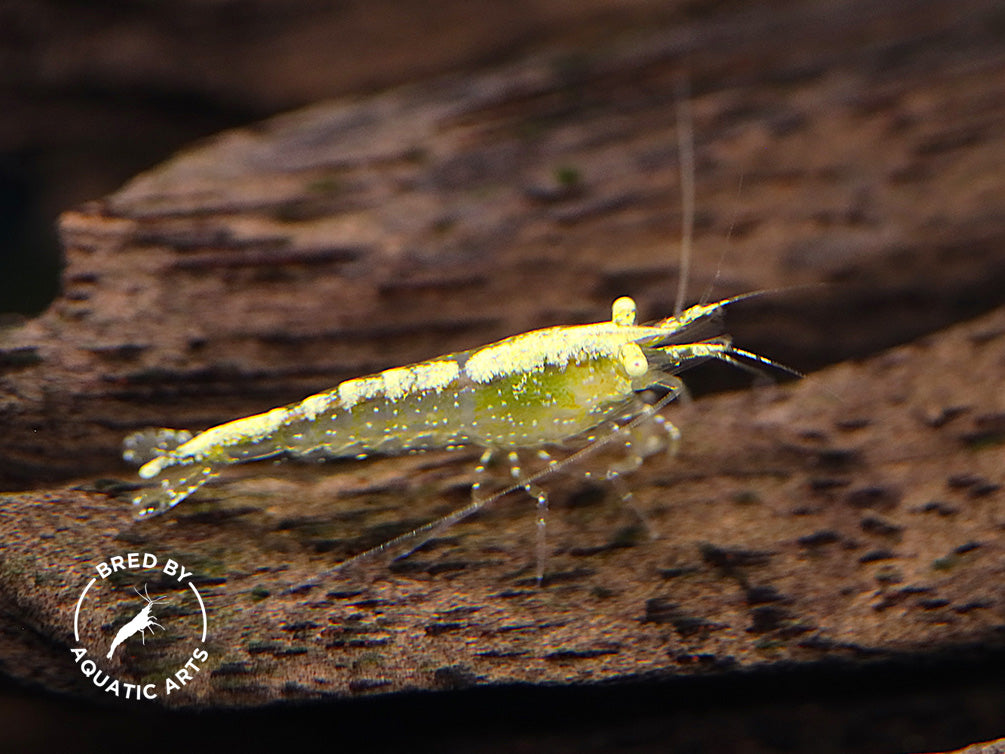 Yellow Eye (YE) Golden back Neocaridina Shrimp – Bred by Aquatic Arts