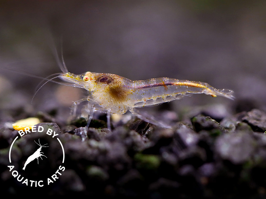 Yellow Eye (YE) Red Cherry Shrimp – Bred by Aquatic Arts