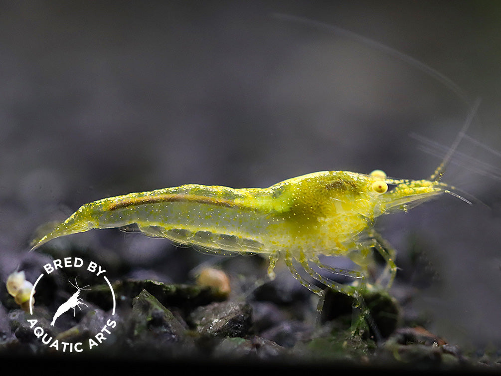 Yellow Eye (YE) Red / Yellow Cherry Neocaridina Shrimp Combo Pack – Bred by Aquatic Arts