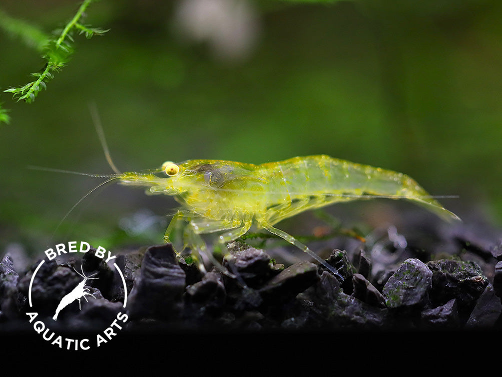Yellow Eye (YE) Red / Yellow Cherry Neocaridina Shrimp Combo Pack – Bred by Aquatic Arts