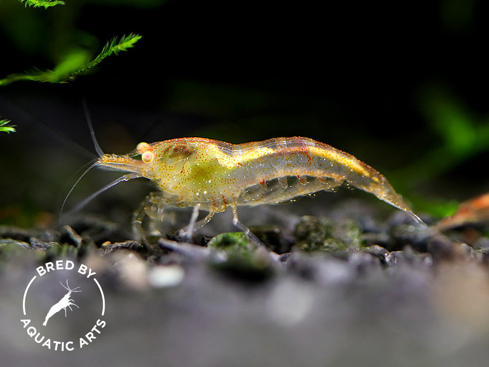 Yellow Eye (YE) Red Cherry Shrimp – Bred by Aquatic Arts