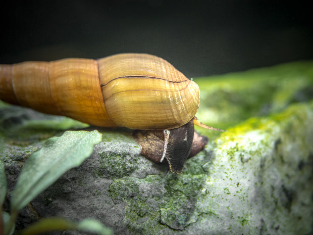 Yellow Chopstick Snail (Stenomelania plicaria)