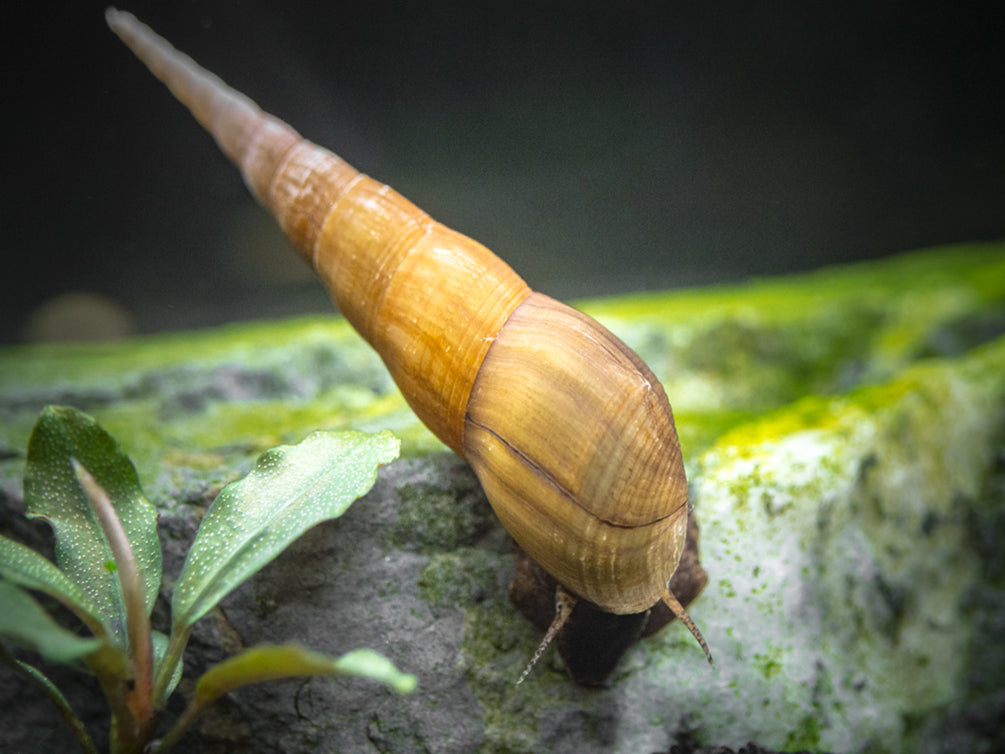 Yellow Chopstick Snail (Stenomelania plicaria)