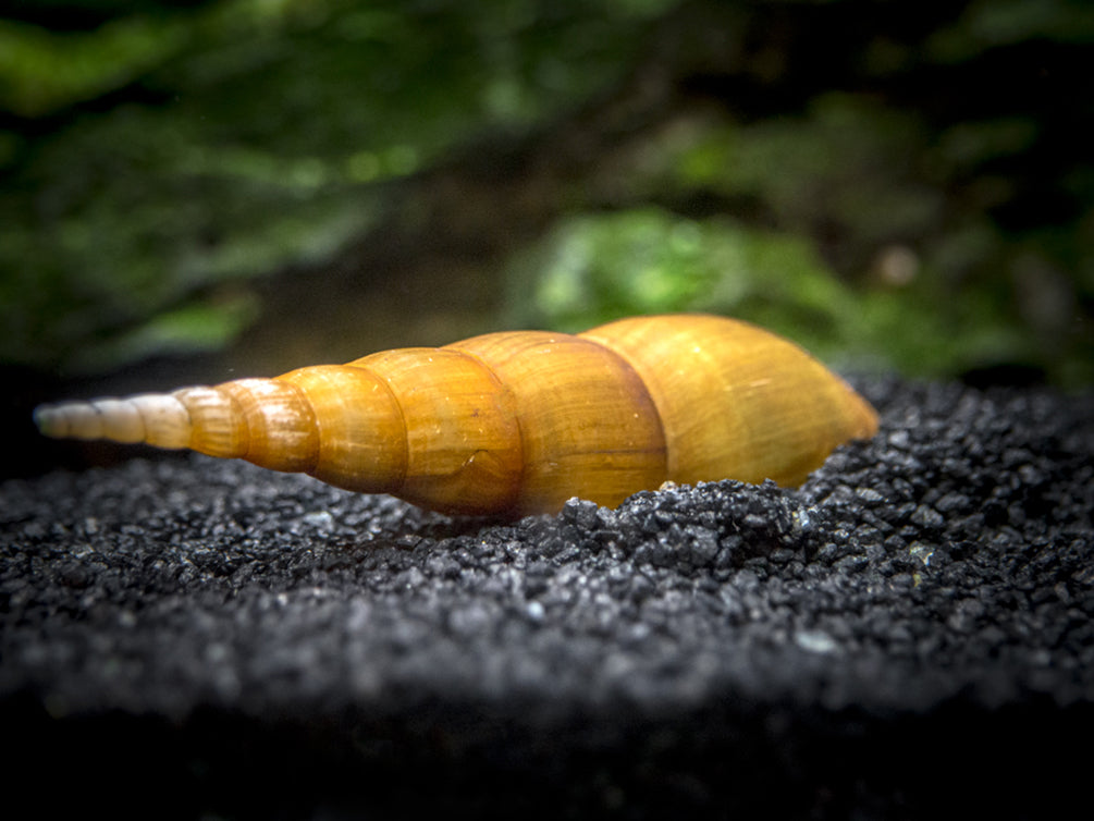 Yellow Chopstick Snail (Stenomelania plicaria)