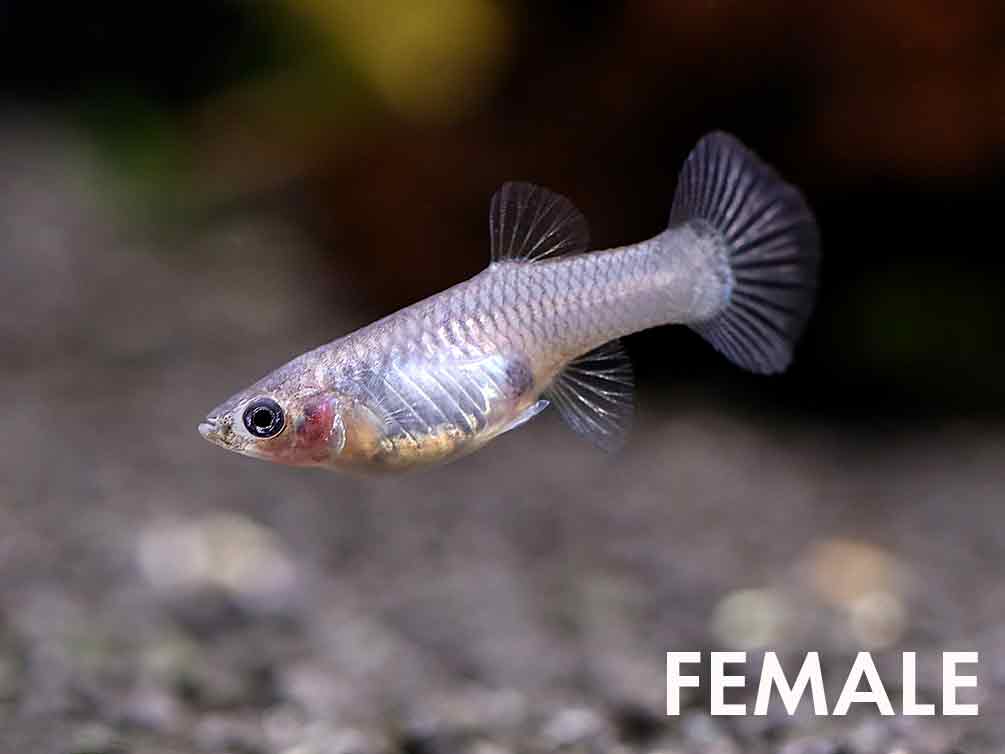 Yellow Dragon Guppy (Poecilia reticulata) – Tank Bred