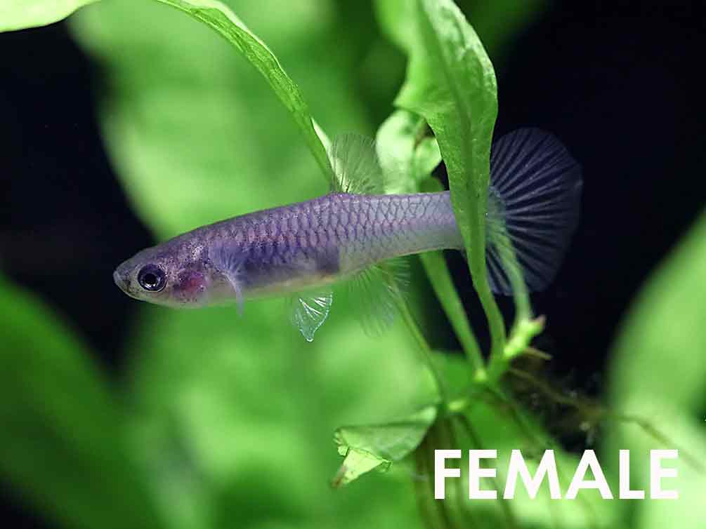 Yellow Dragon Guppy (Poecilia reticulata) – Tank Bred