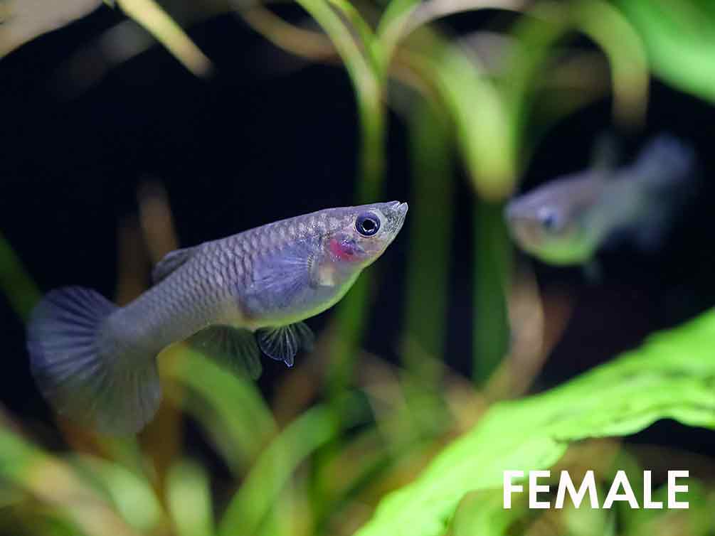 Yellow Dragon Guppy (Poecilia reticulata) – Tank Bred