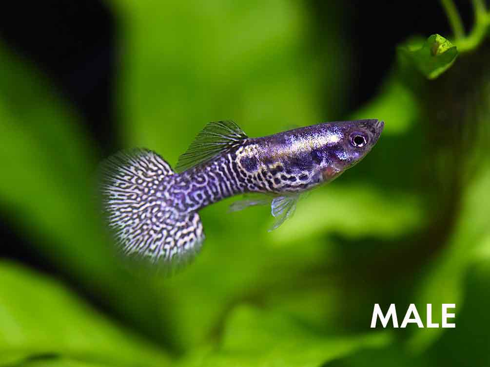 Yellow Dragon Guppy (Poecilia reticulata) – Tank Bred