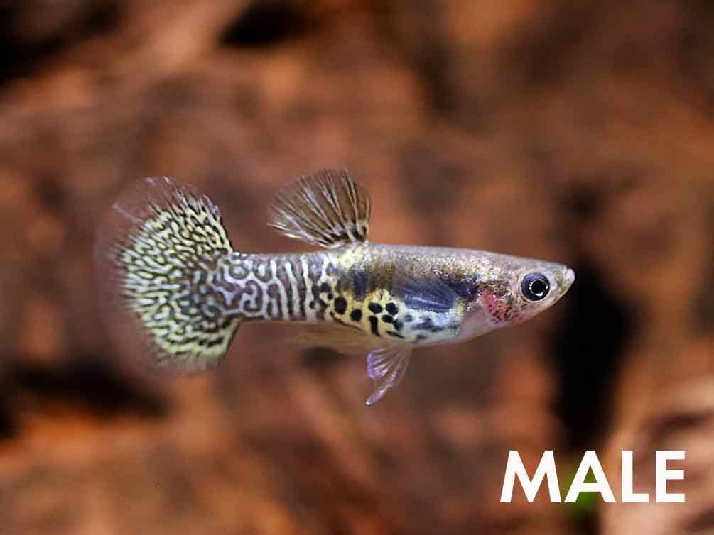 Yellow Dragon Guppy (Poecilia reticulata) – Tank Bred