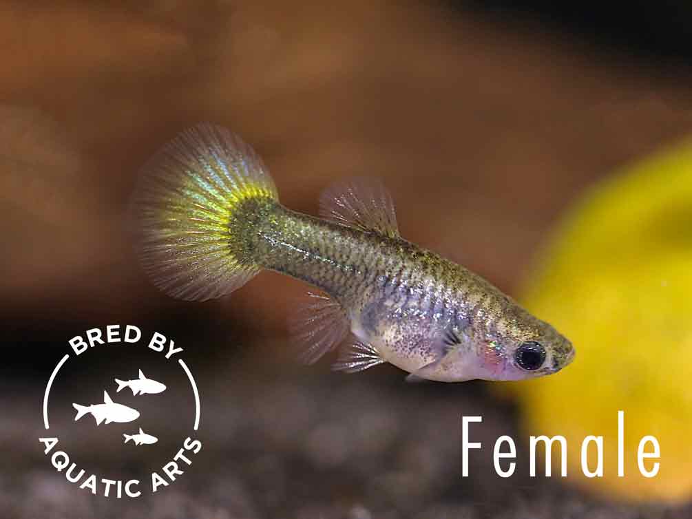 Yellow Koi Tuxedo Guppy (Poecilia reticulata) – Bred by Aquatic Arts