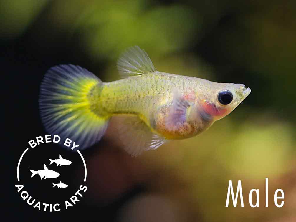 Yellow Koi Tuxedo Guppy (Poecilia reticulata) – Bred by Aquatic Arts