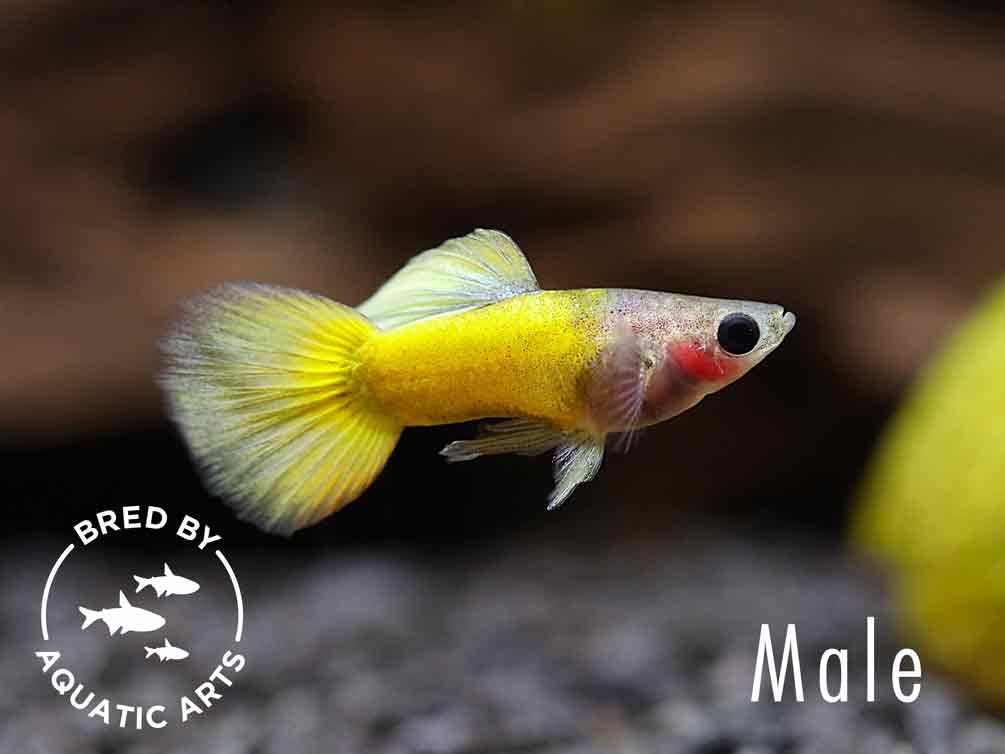 Yellow Koi Tuxedo Guppy (Poecilia reticulata) – Bred by Aquatic Arts