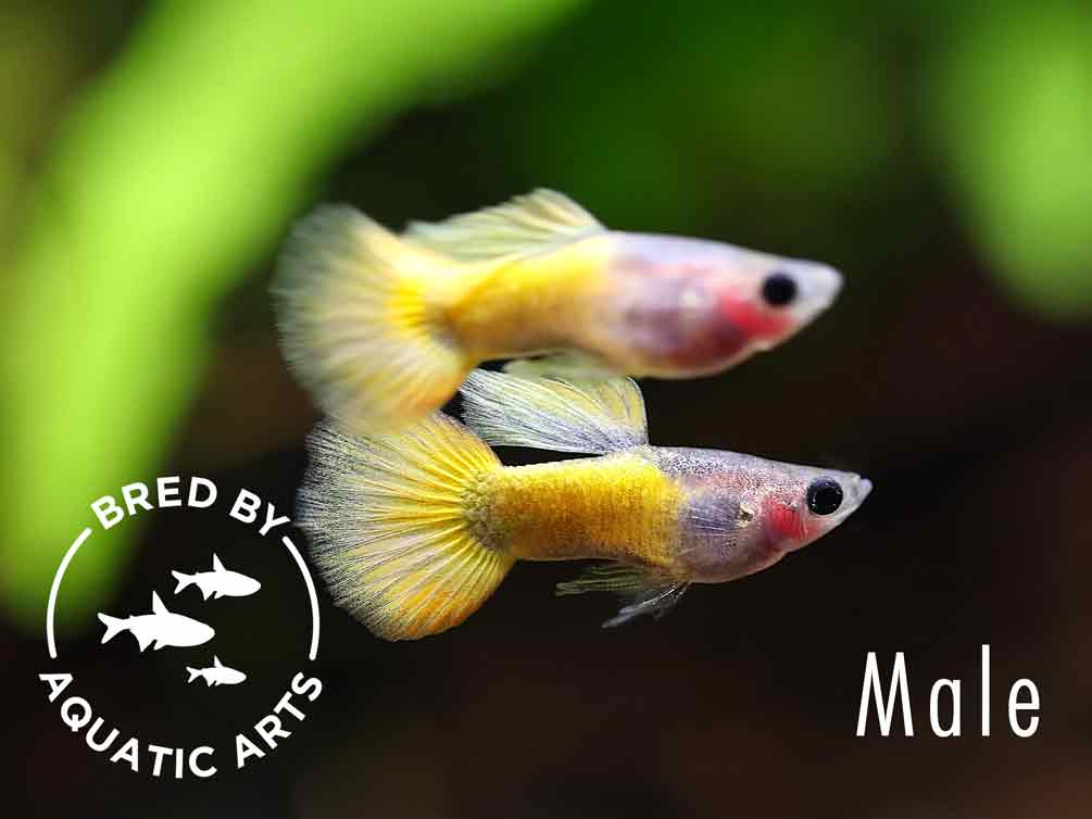 Yellow Koi Tuxedo Guppy (Poecilia reticulata) – Bred by Aquatic Arts
